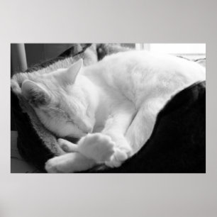 Sleeping Squeak Poster