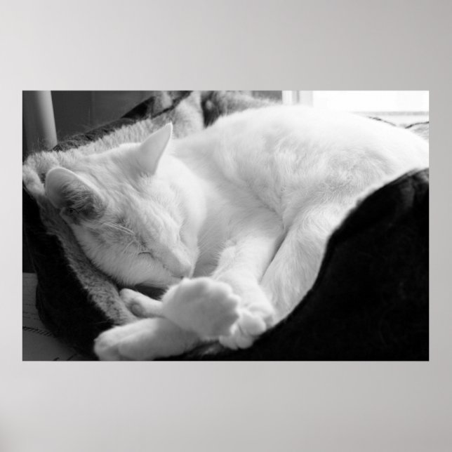 Sleeping Squeak Poster (Front)