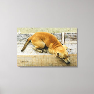 Sleeping street dog in Thailand Canvas Print