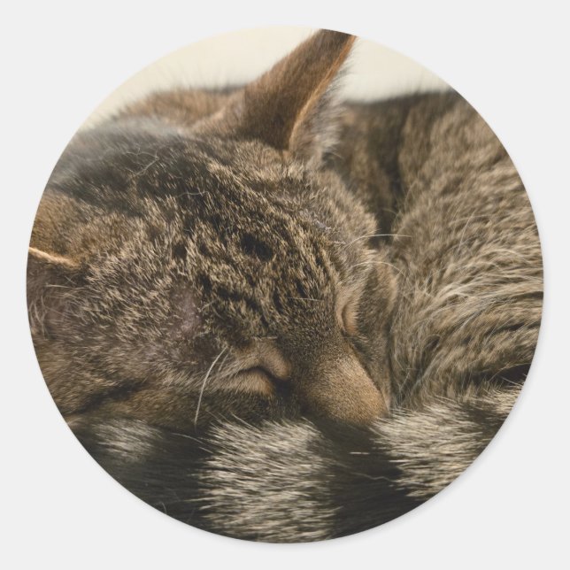 Sleeping tabby cat classic round sticker (Front)
