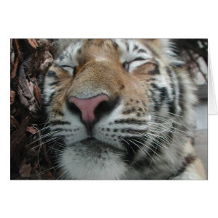 Sleeping Tiger