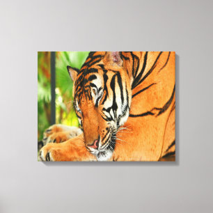 Sleeping Tiger Canvas Print
