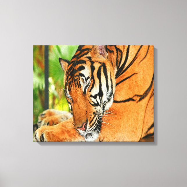 Sleeping Tiger Canvas Print (Front)