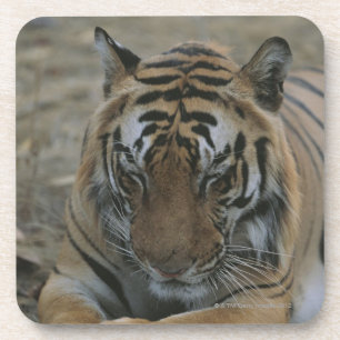 Sleeping Tiger Coaster