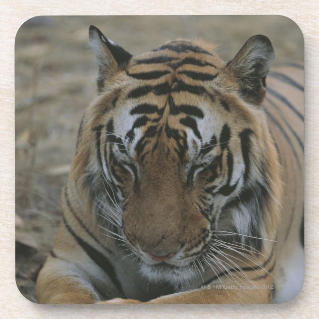 Sleeping Tiger Coaster (Front)