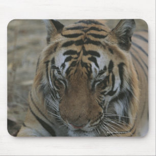 Sleeping Tiger Mouse Pad