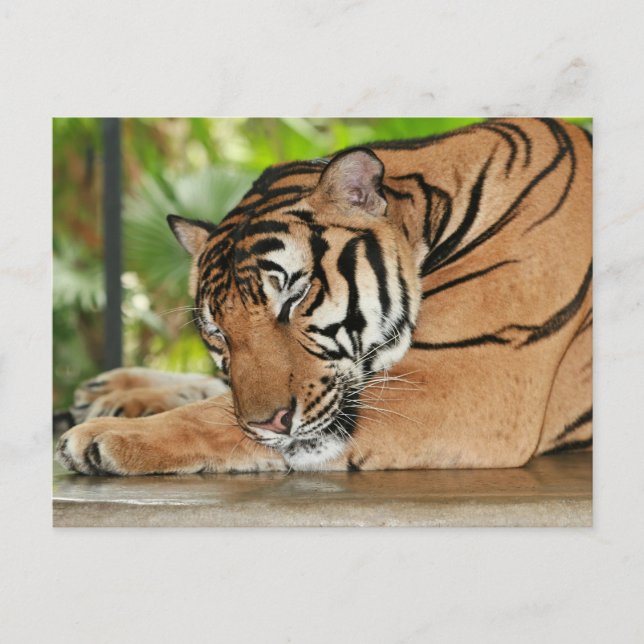 Sleeping Tiger Photo Postcard (Front)