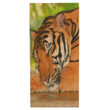 Sleeping Tiger