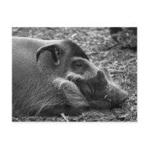 "Sleeping Vietnamese Hog"