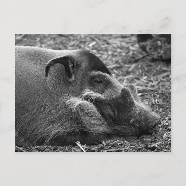 "Sleeping Vietnamese Hog" Postcard (Front)