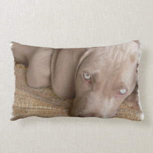 Sleeping Weimaraner Pillow