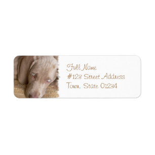 Sleeping Weimeraner Dog Mailing Label