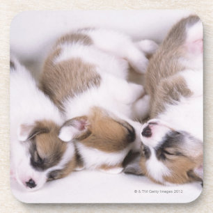 Sleeping welsh corgi puppies coaster