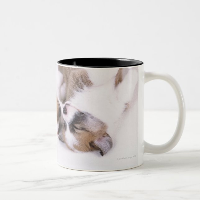 Sleeping welsh corgi puppies Two-Tone coffee mug (Right)
