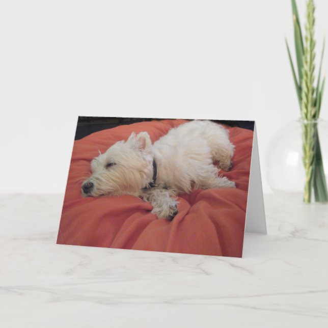 Sleeping Westie Photo Greeting Card (Front)