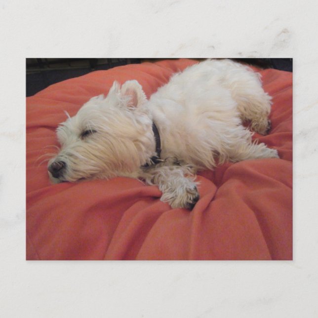 Sleeping Westie Photo Postcard (Front)