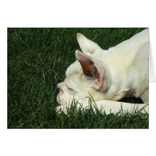 Sleeping white boxer