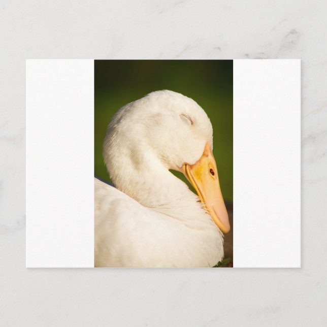 Sleeping White Duck Postcard (Front)