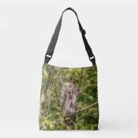 Sleepy Barred Owl