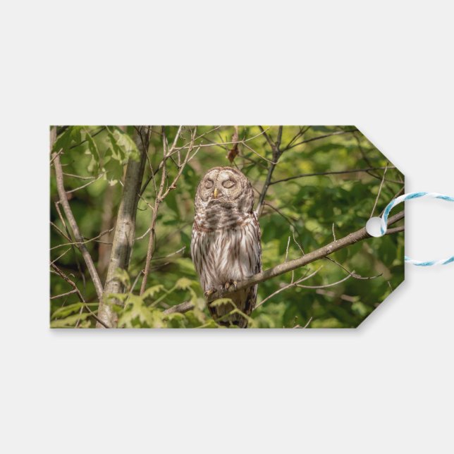 Sleepy Barred Owl Gift Tags (Front (Horizontal))