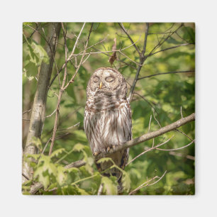 Sleepy Barred Owl Magnet