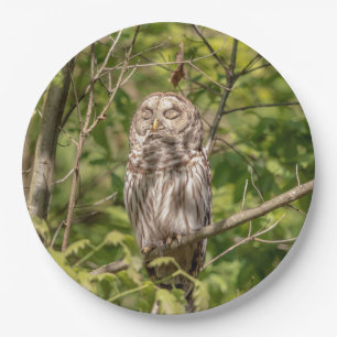 Sleepy Barred Owl Paper Plate