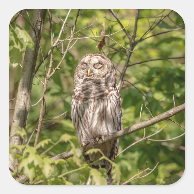 Sleepy Barred Owl Square Sticker (Front)
