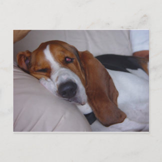 Sleepy Basset Hound Postcard