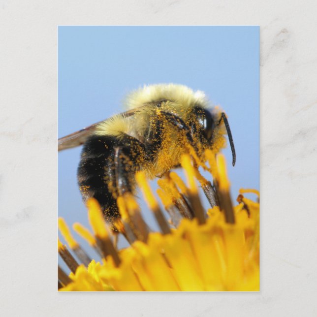 Sleepy Bee Postcard (Front)