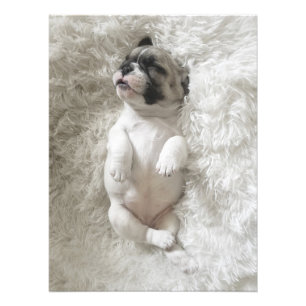Sleepy Bulldog Puppy   Large Photo Print