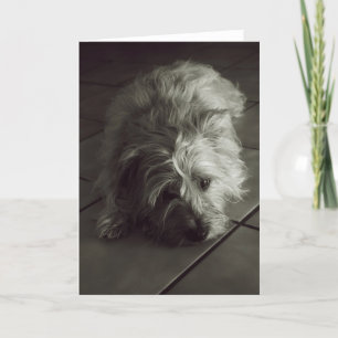Sleepy cairn terrier card