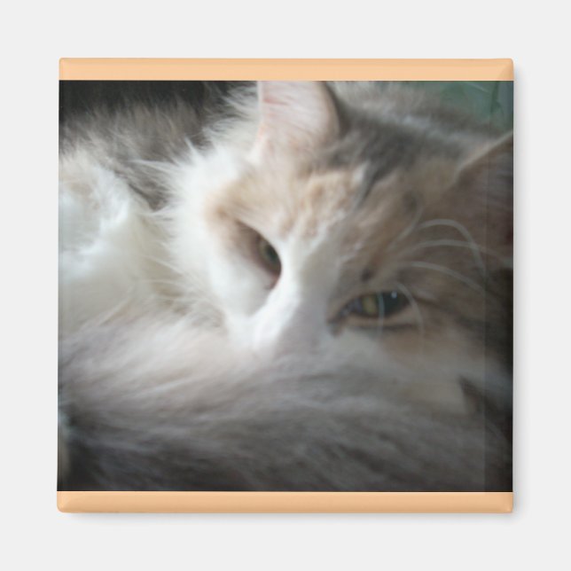 Sleepy Calico Magnet (Front)