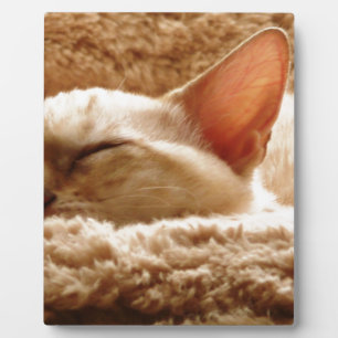 Sleepy Cat Plaque