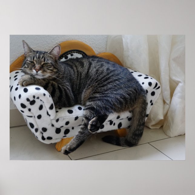 Sleepy cat poster (Front)