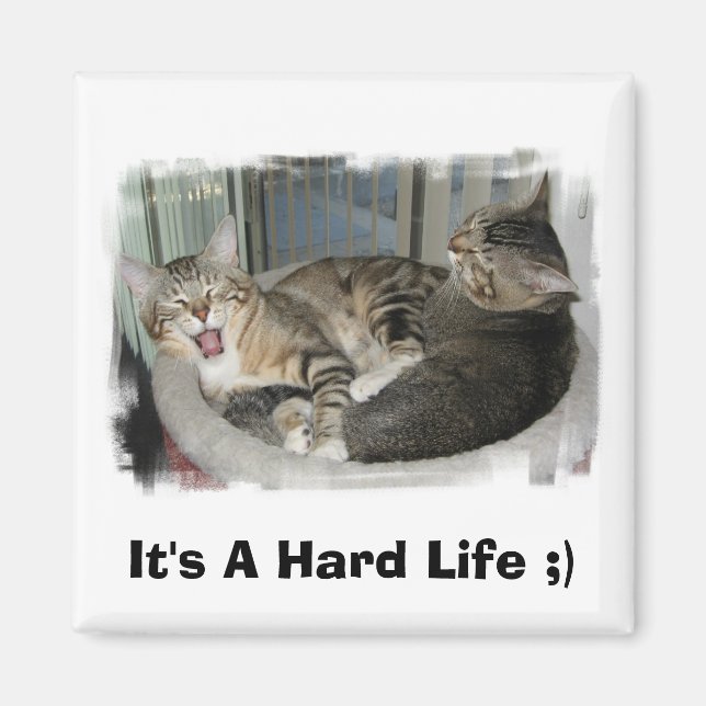 Sleepy Cats Magnet (Front)