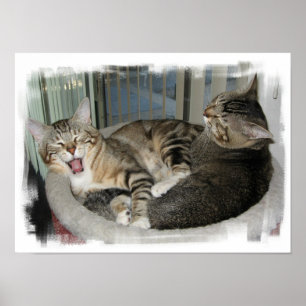 Sleepy Cats Poster