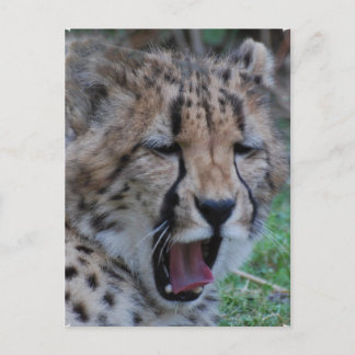 Sleepy Cheetah Cub Postcard
