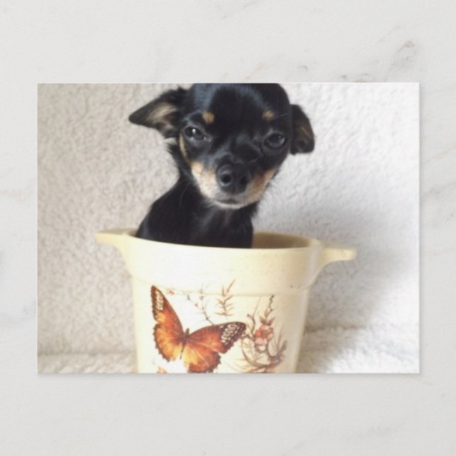 Sleepy chihuahua Postcard (Front)