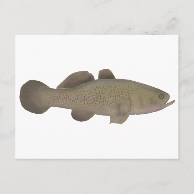 Sleepy Cod Postcard (Front)