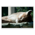 Sleepy Cougar, You're Adorable