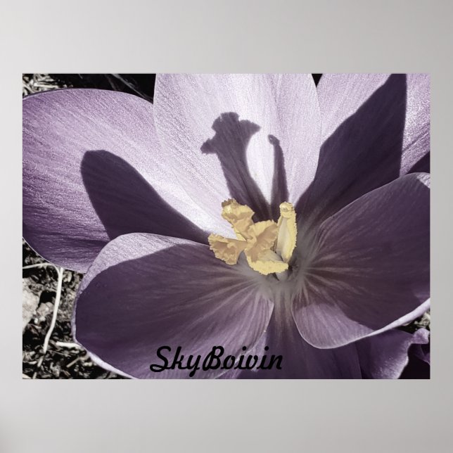 sleepy Crocus Poster (Front)