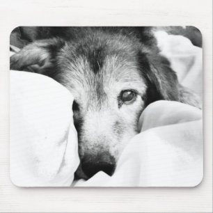 sleepy cuddle dog on bed black white grey mouse pad