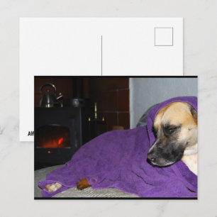 Sleepy Dog by Fireplace Postcard
