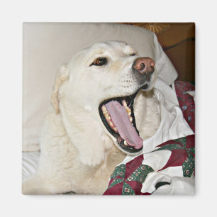 Sleepy dog magnet