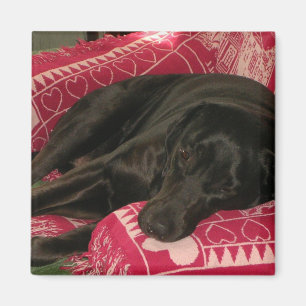 Sleepy Dog Magnet