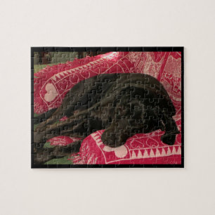 Sleepy Dog Puzzle