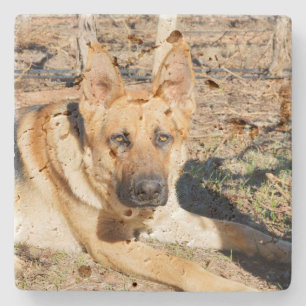 Sleepy Eyes German Shepherd,   Stone Coaster