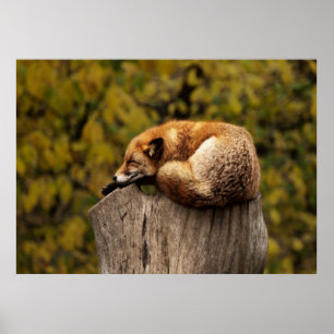 Sleepy fox poster