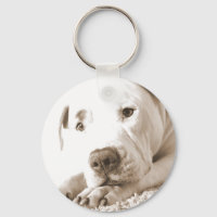 sleepy friendly white pitbull hate deed not breed