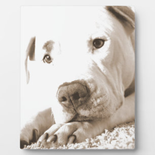 sleepy friendly white pitbull hate deed not breed plaque